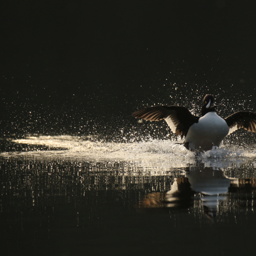 Landing Goldeneye