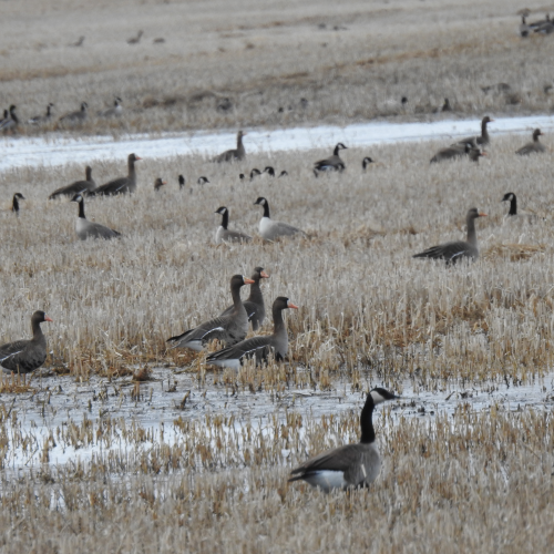 Sharing the same field