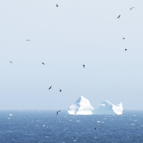 Puffin cloud