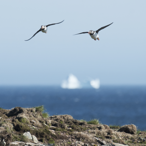 Puffin pair