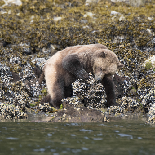 Grizzly grazing