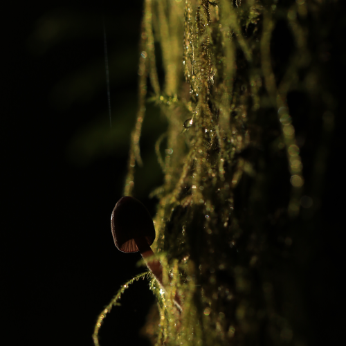 Forest Spotlight
