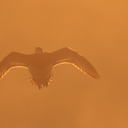 Sunrise Flight