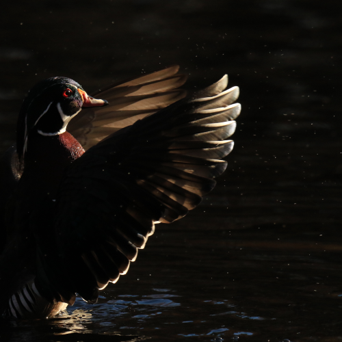 Flappy Wood Duck