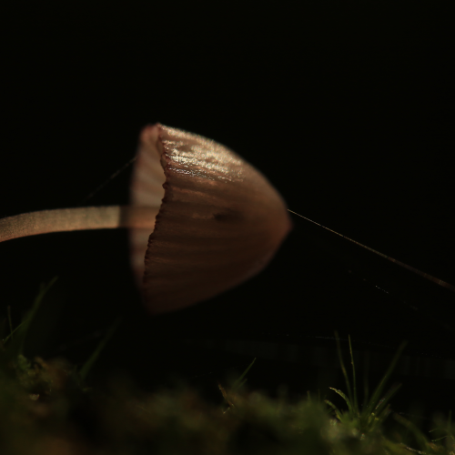 Mushroom Spotlight