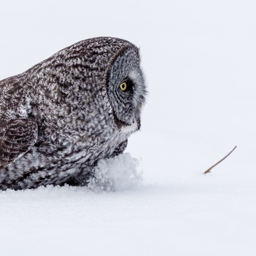 "Snowy" Owl