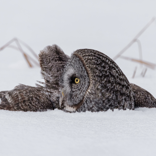 "Snowy" Owl