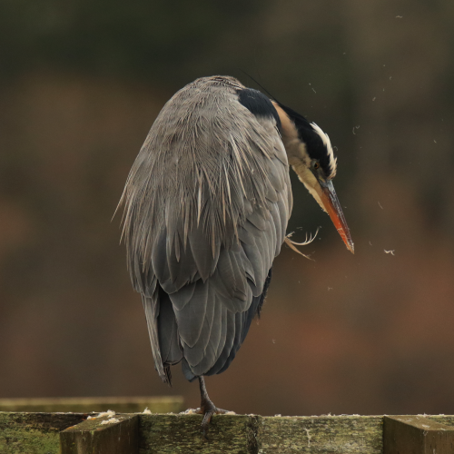 Preening Heron