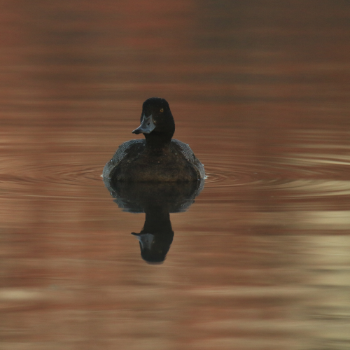 Pink Sunrise Scaup