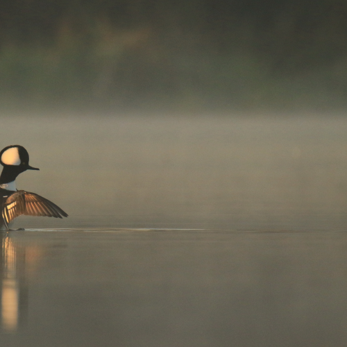 Flapping In Fog
