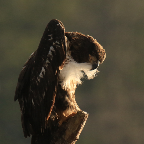 Preening Eagle