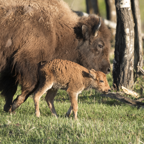 Mother and baby
