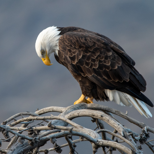 Humble Eagle