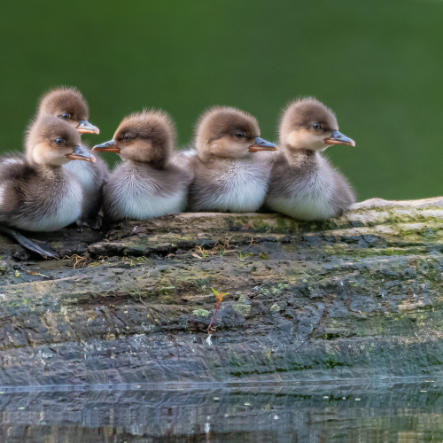 Ducks in a Row
