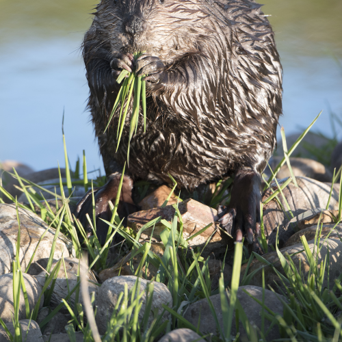 Breakfast with a beaver