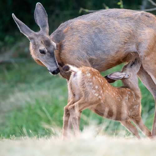 Mothers Love
