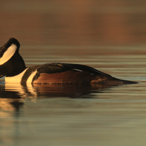 Morning Merganser