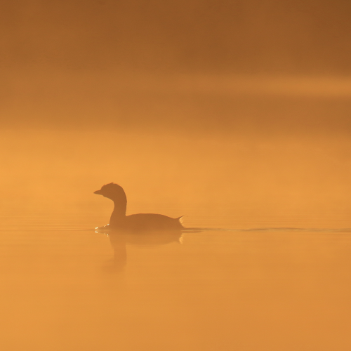 Misty Grebe