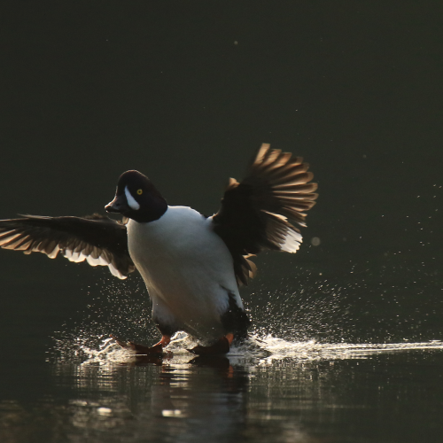 Landing Goldeneye