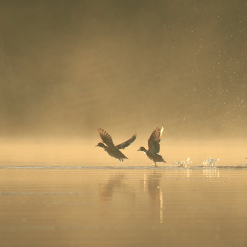 Sunrise Liftoff