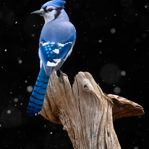 Blue Jay in Snow
