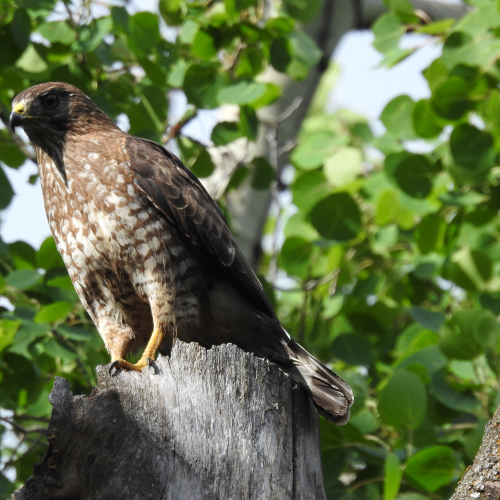 Looking For Prey