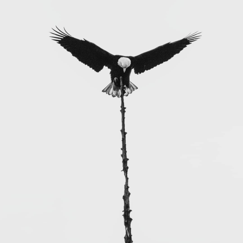 The precision of eagle vision
