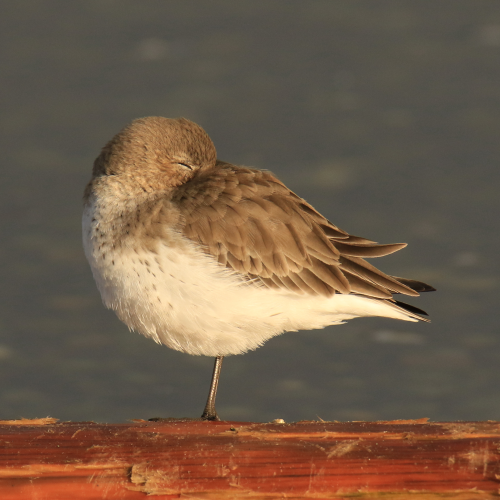 Sleepy Dunlin