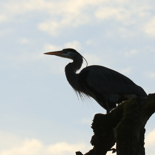 Heron Silhouette