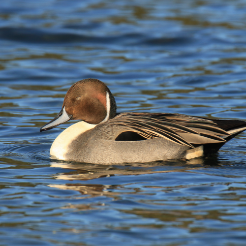 Sleepy Pintail