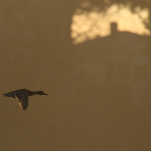 Residential Flyby