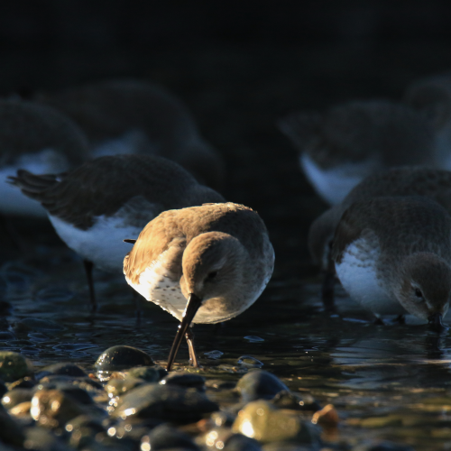 Dunlin Spotlight