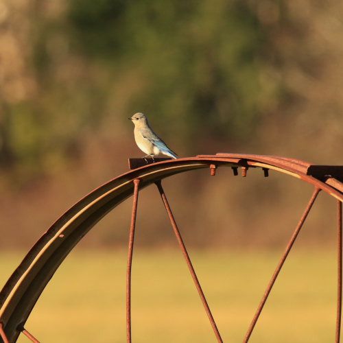Bluebird Wheel