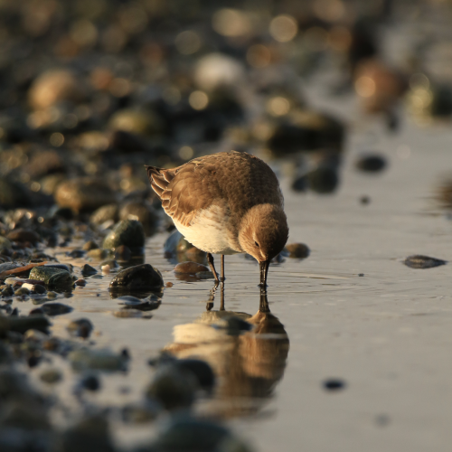 Dipping Dunlin