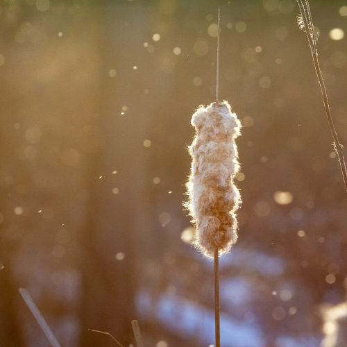 Glistening