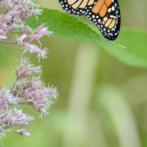 Young Monarch Butterfly drying its wings 