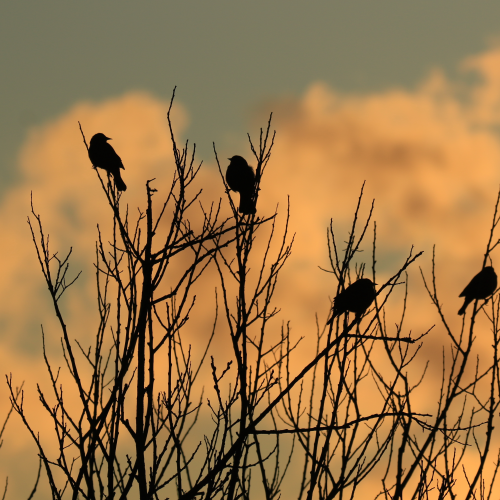 Blackbird Quartet