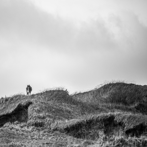 Lone Wolf