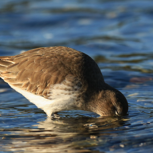 Dipping Dunlin