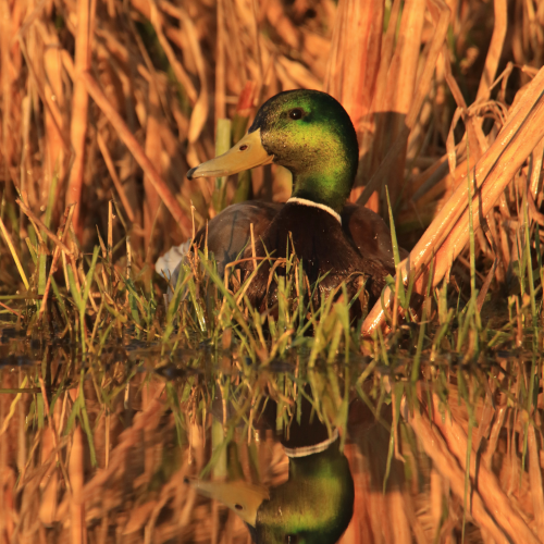 Mallard Portrait