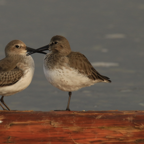 Dunlin Duel