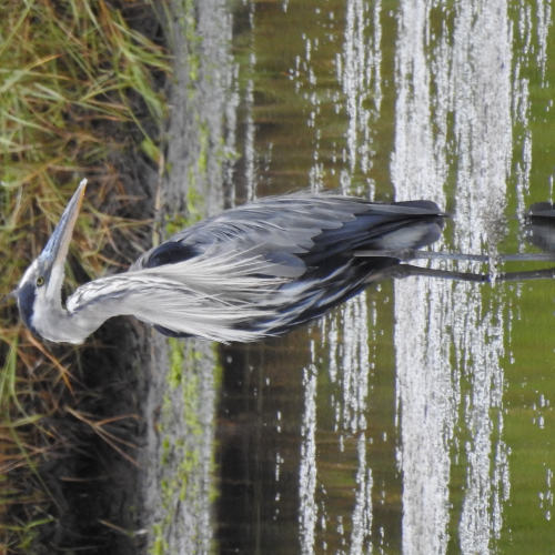 Patient Fisherman