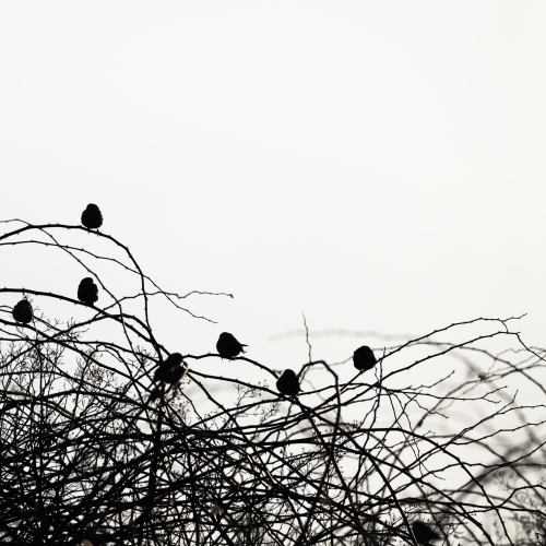 Beauty in Randomness 