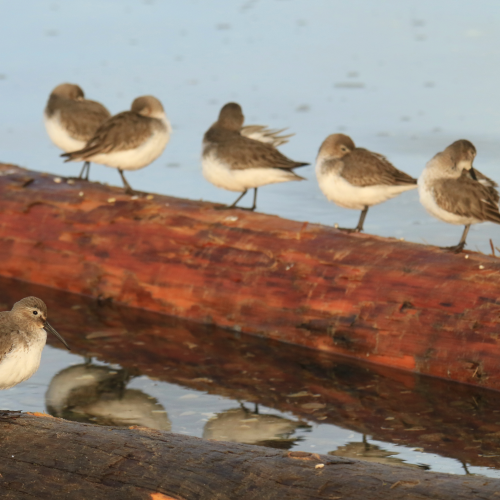 Dunlin Party