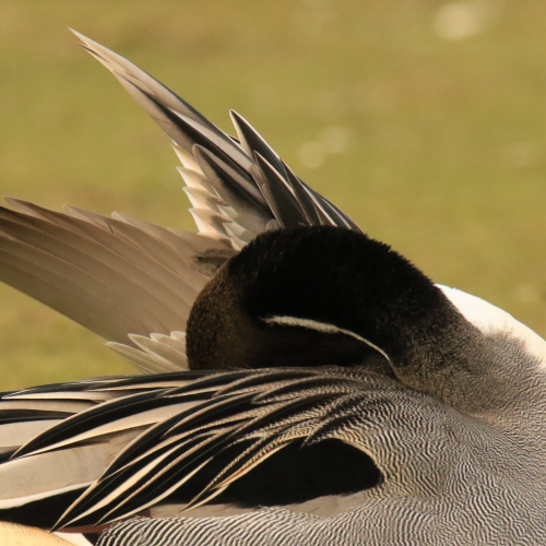 Pointy Pintail Plumage