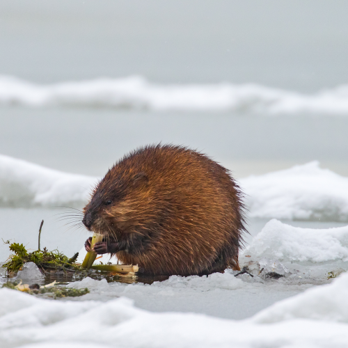 dining on ice