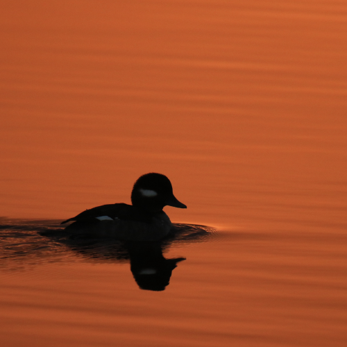 Morning Bufflehead