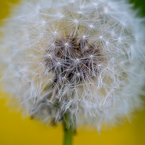 Dandelion
