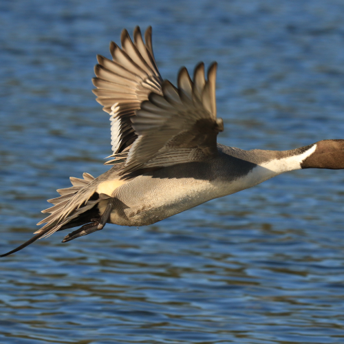 Pintail Flyby