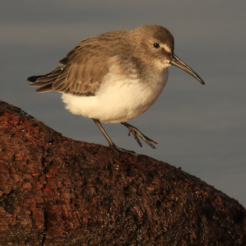 Dancing Dunlin